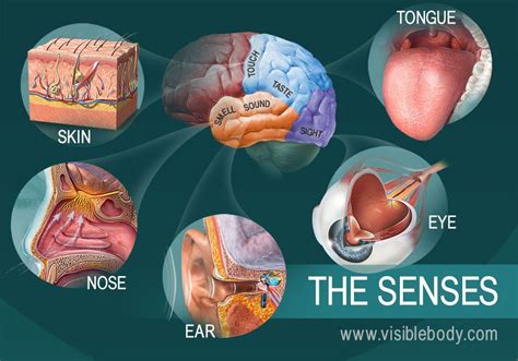 The Five Senses | Body systems, Senses, Peripheral nervous system