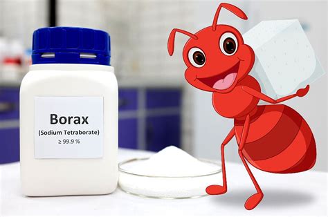 Homemade Borax Ant Killer | How to Kill Ants with Borax