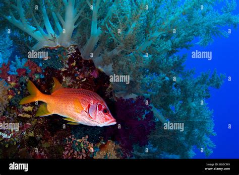 Red Sea coral reefs, Ras Mohammed, National park, colorful, ocean, sea ...