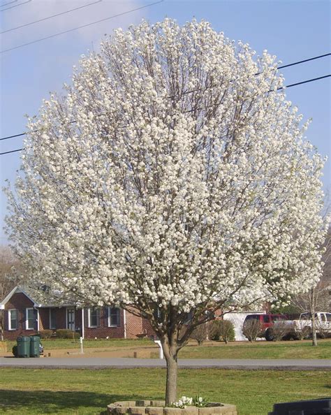 My Enchanting Cottage Garden: 5 Good Reasons to Grow a Pear Tree