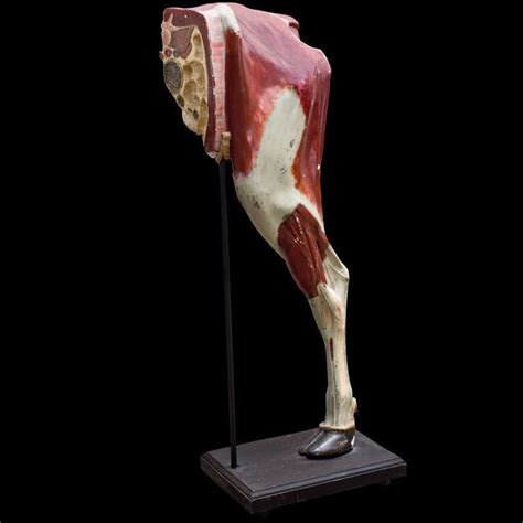 Anatomical Model of Cow Leg at 1stDibs