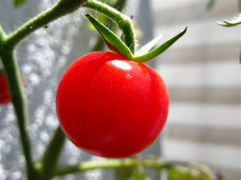 Identifying and Coping With a Tomato Intolerance or Allergy - Delishably