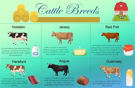 Cattle Breeds Infographic Template | MyDraw