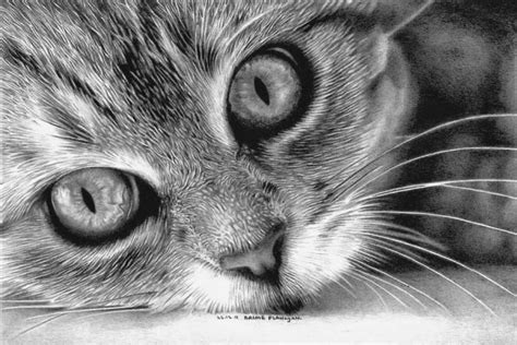 20+ Beautiful Realistic Cat Drawings To inspire you