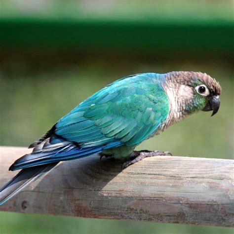 Quiet Pet Birds Australia | Pets Animals US