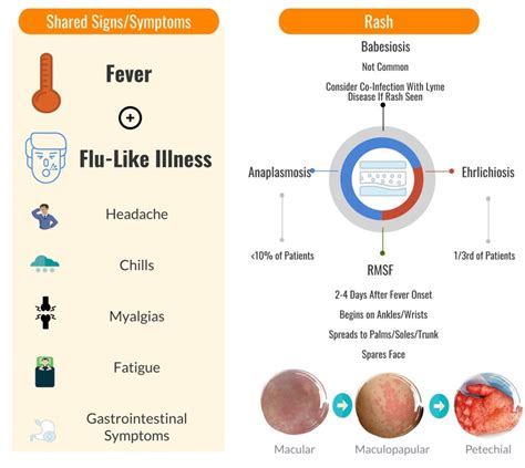 Emerging Tick-Borne Illnesses: Not Just Lyme Disease Part 1 - REBEL EM ...