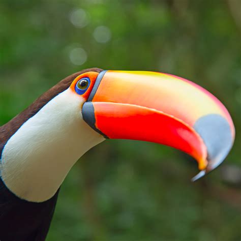 Toco Toucan Habitat