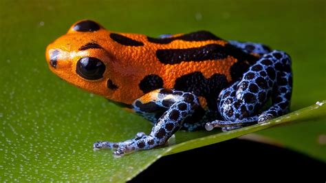 Image result for frog pictures | Rainforest animals, Dart frog, Poison ...