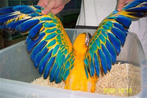 Pin by Roxy Bloom on Macaw | Pet birds, Exotic birds, Beautiful birds