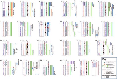 SNP array images for each chromosome with their interpretation. SNP ...