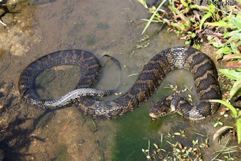 Common Watersnake - Nerodia sipedon