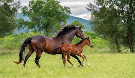 Bay Horse Color - Genetics, Shades, Breeds & Famous Bay Horses ...