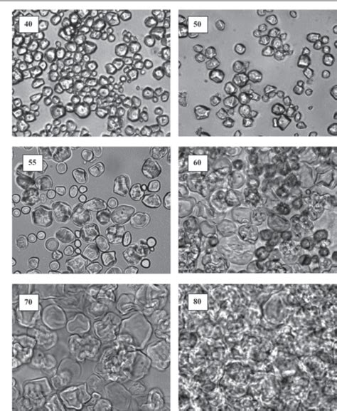 Table 1 from Gelatinization and solubility of corn starch during ...