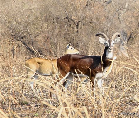 South Sudan Takes Major Step to Protect its Wildlife