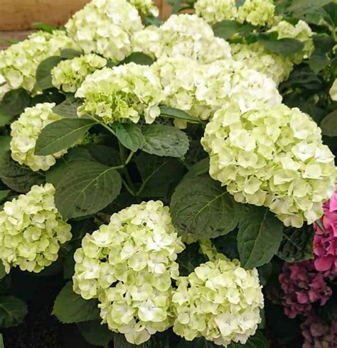 Hydrangea Turning Green? (3 Reasons) – Gardener Report