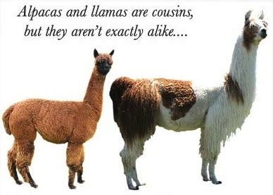 about alpaca and alpaca investing, alpaca healthcare, alpacas on martha ...