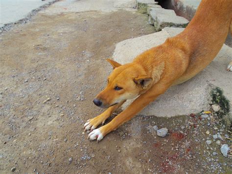 Dogs in Myanmar | Animal Traveler