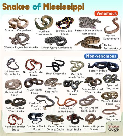 List of Common Venomous and Non-venomous Snakes in Mississippi with ...