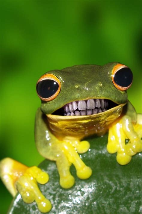 Green yellow frog with teeth background Funny Animal Memes, Funny ...