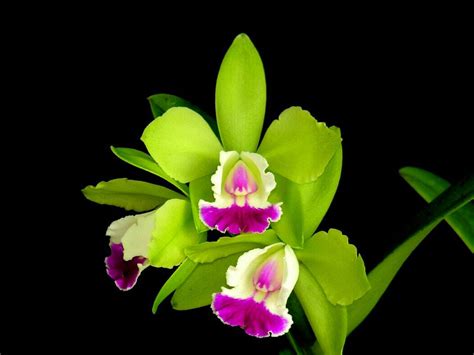 All new wallpaper : Attractive Green orchid Flowers wallpaper