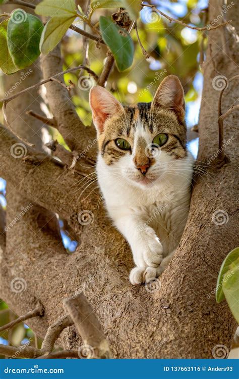 Cat climbing a tree stock photo. Image of indoors, climbing - 137663116