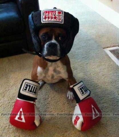 Boxer Dog Meme