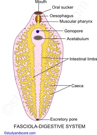 Diagram Of Liver Fluke With Label / Liver Fluke Fasciola Hepatica Life ...