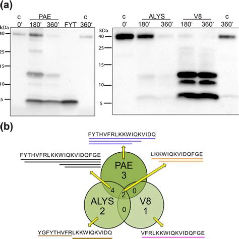 Illustration of protease cleavage sites in human thrombin. (a) 3D model ...