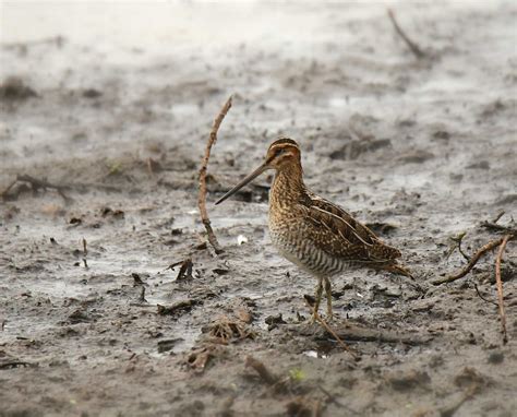 Wilson’s Snipe (Gallinago delicata) - Life History, Biology, and Hunting