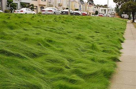 Grass Types: Fine Fescue | Nutri-Lawn