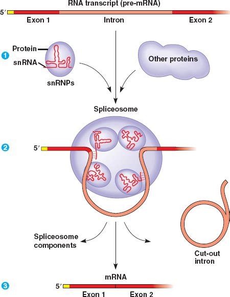 splicing.html 17_11snRNPsSpliceosomes_L.jpg