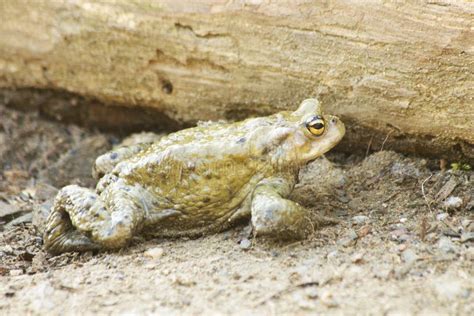 Bufo bufo frog stock image. Image of brown, common, looking - 69506245