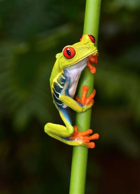 red eyed tree frog on a branch pinterest - Google Search | red eyed ...