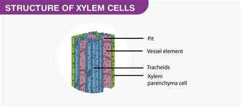 A Detailed Overview of Xylem: Definition, Structure, Characteristics ...