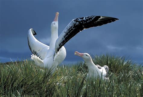 Wandering albatross – Australian Antarctic Program