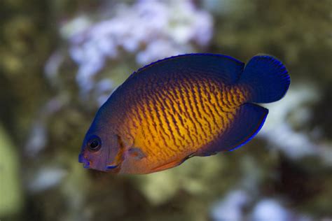 15 Awesome Types of Saltwater Angelfish | Build Your Aquarium