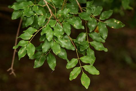 Flora of Zimbabwe: Species information: individual images: Pterocarpus ...