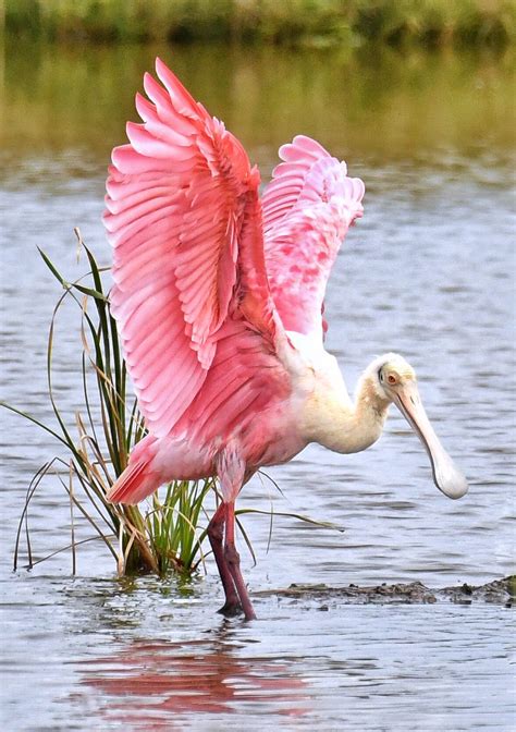 Roseate Spoonbill South Texas by Jeff Clow | Animals beautiful, Nature ...