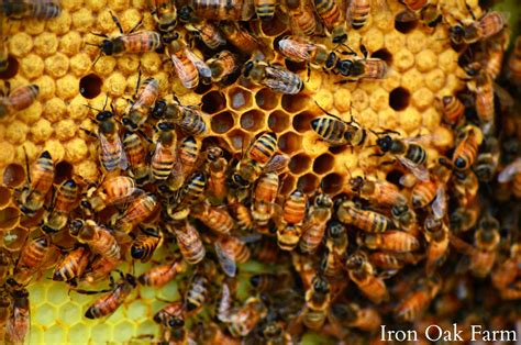 Split Hive Success! Keeping Backyard Bees