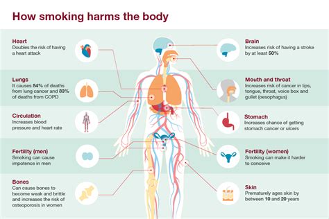 Infographic showing how smoking harms the body. | Body diagram, Health ...