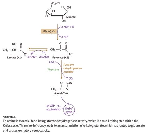 Wernicke Encephalopathy - R.E.B.E.L. EM - Emergency Medicine Blog