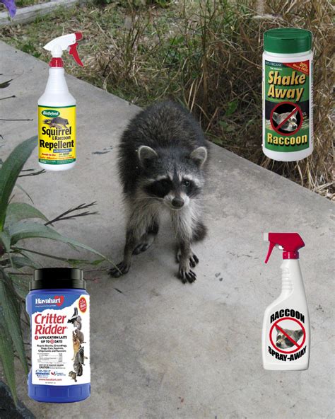 Raccoon Repellent - What deterrent works?