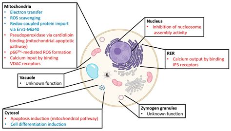 IJMS | Free Full-Text | Post-Translational Modifications of Cytochrome ...