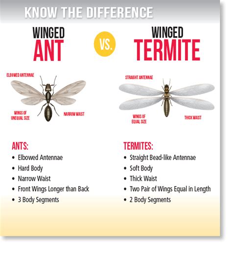 Have you found what looks like flying ants (termites) around your property?