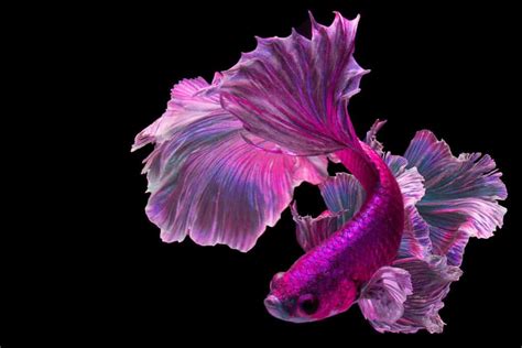 Pink Betta Fish: A Spectacular, Lively, and Bright Breed