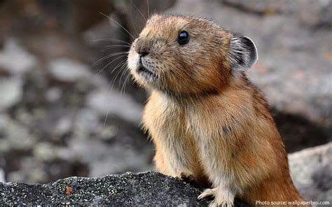 Interesting facts about pikas | Just Fun Facts