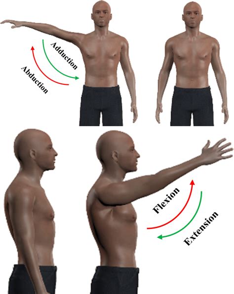 Schematic of shoulder abduction/adduction and vertical flexion ...