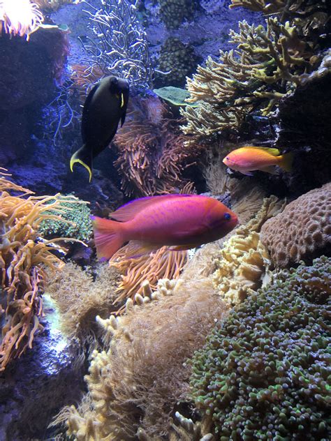 Aquarium Pink Fish, Ocean Life, Aquarium, Pool, Animals, Art, Water ...