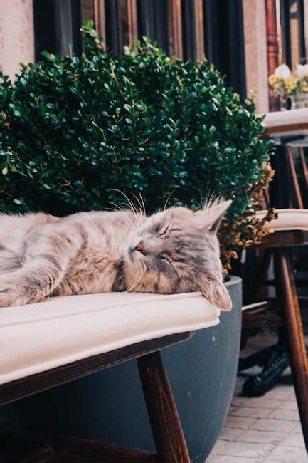 Tabby Cat Sleeping · Free Stock Photo