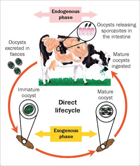 COCCIDIOSIS INCIDENCE, CONTROL AND EPIDEMIOLOGY PUT IN FOCUS | Vet Times